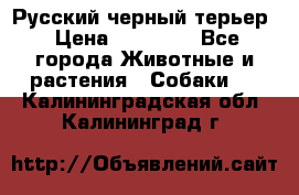 Русский черный терьер › Цена ­ 35 000 - Все города Животные и растения » Собаки   . Калининградская обл.,Калининград г.